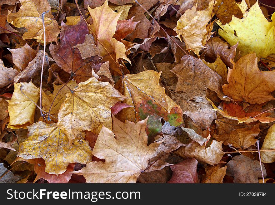 Closeup of dried maple leaves in autumn