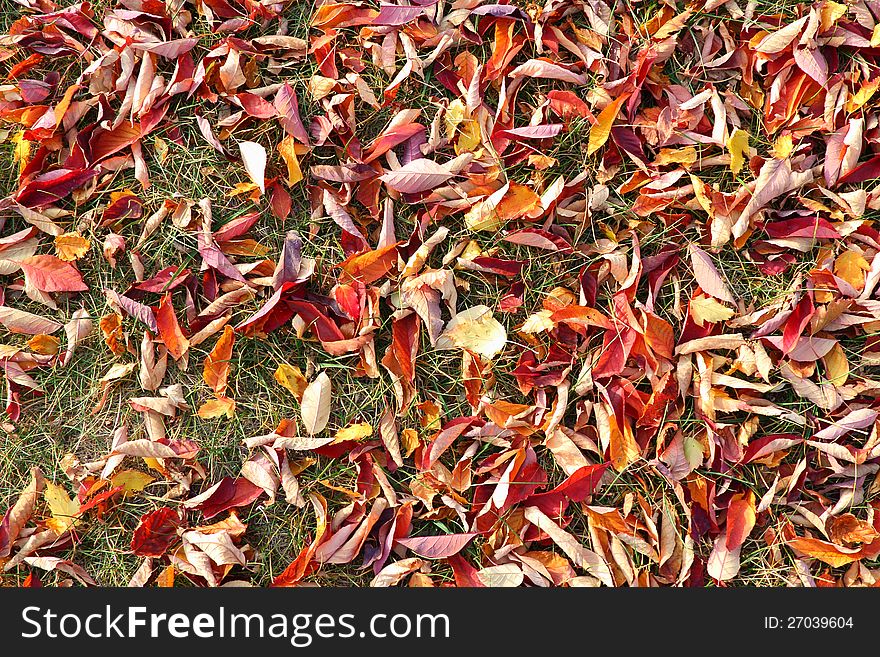 Colorful fallen autumn leaves lay on the ground.