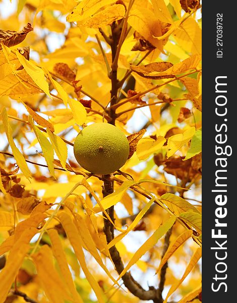 Single walnut hangs from a branch surrounded by yellow leaves in early autumn. Single walnut hangs from a branch surrounded by yellow leaves in early autumn.