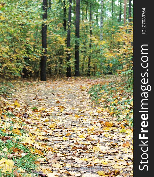 A path covered with fallen leaves in the forest in autumn. A path covered with fallen leaves in the forest in autumn