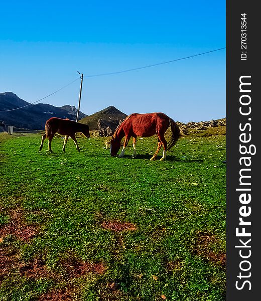 Horse And Pony Eating At The Top Of The Mountain