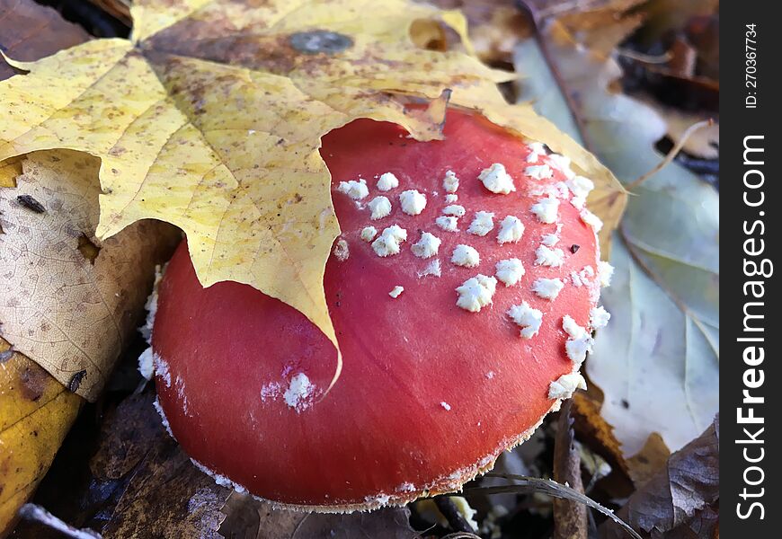 Fly agaric under leaves red mushroom