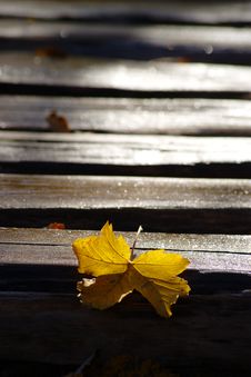 Yellow Leaf On Wooden Path Covered With Frost Royalty Free Stock Images