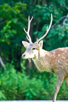 Sika Deer Royalty Free Stock Photography