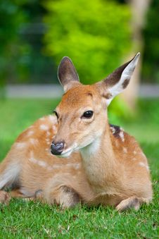 Sika Deer Sit On Green Grass Royalty Free Stock Images Sika Deer Sit On Green Grass Royalty Free Stock Images