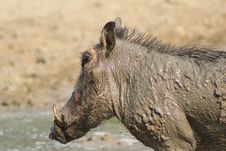 Warthog - Mud And Muck Royalty Free Stock Images Warthog - Mud And Muck Royalty Free Stock Images