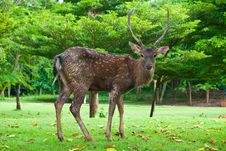 Sika Deer Royalty Free Stock Photos Sika Deer Royalty Free Stock Photos