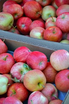 Boxes Of Fresh Apples Stock Image