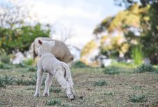 Baby Spring Merino Lamb On Australian Farm In Qld Stock Photos Baby Spring Merino Lamb On Australian Farm In Qld Stock Photos