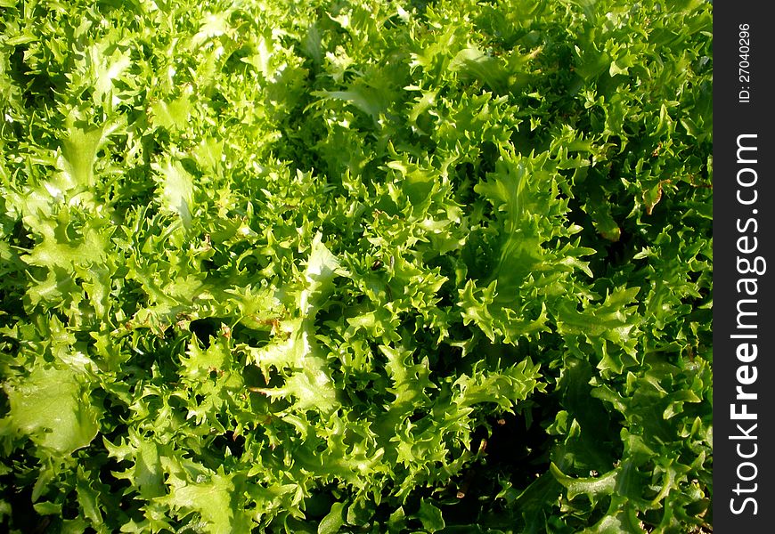 Fresh green salad lettuce in the garden. Fresh green salad lettuce in the garden.