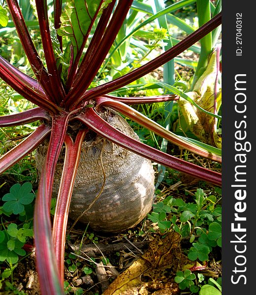 A ripe red beet root vegetable in the garden. A ripe red beet root vegetable in the garden.