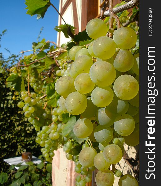 Ripe green grape clusters hang on a vine ready for picking. Ripe green grape clusters hang on a vine ready for picking.