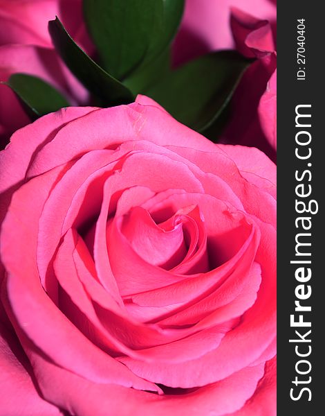 Close up of large pink rose