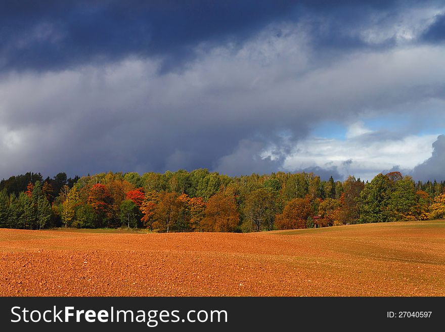 Bright autumn forest on the red plowed field edge under the dark cloudy sky. Bright autumn forest on the red plowed field edge under the dark cloudy sky