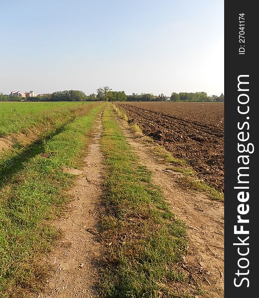 A path between two different kind of agricultur fields. A path between two different kind of agricultur fields