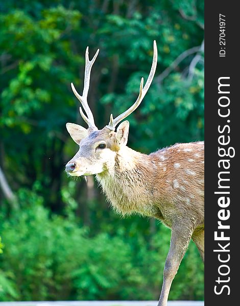 Sika Deer in chiang mai night safari zoo