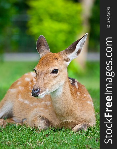 Sika Deer in chiang mai night safari zoo. Sika Deer in chiang mai night safari zoo