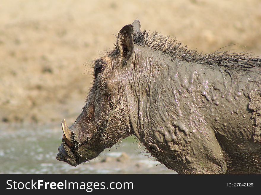 A young Warthog female having a mud bath, and enjoying it tremendously. Photo taken on a game ranch in Namibia, Africa. A young Warthog female having a mud bath, and enjoying it tremendously. Photo taken on a game ranch in Namibia, Africa.