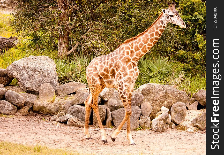Giraffe walking in Central Florida zoo. Giraffe walking in Central Florida zoo.