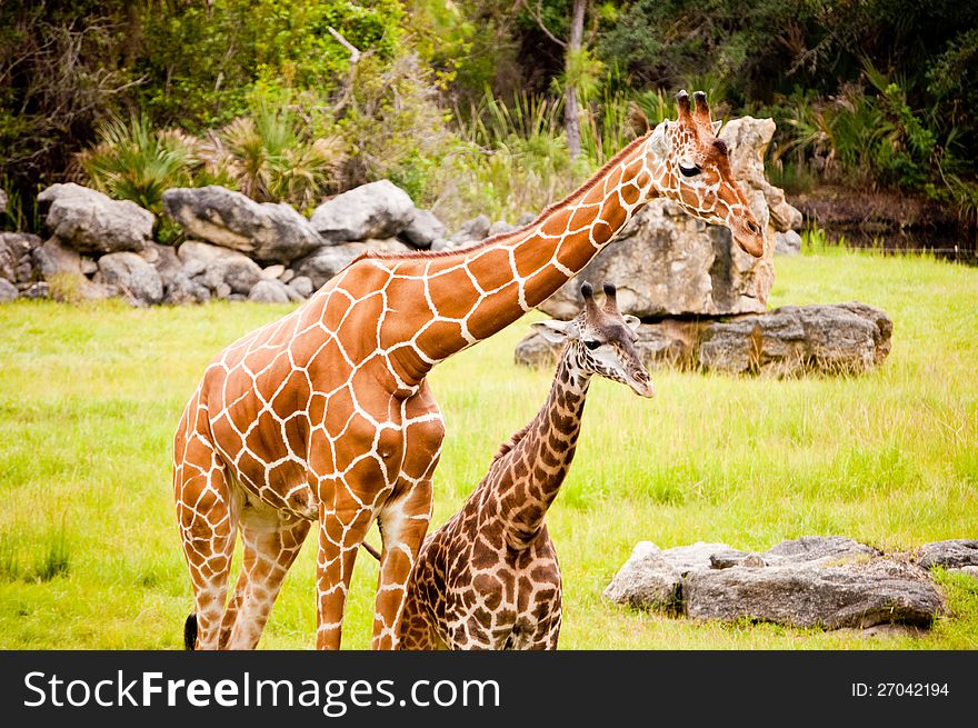 Close-up of a mother and baby Giraffe. Close-up of a mother and baby Giraffe.