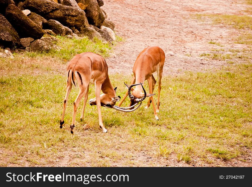Two Impalas playing in a Central Florida zoo. Two Impalas playing in a Central Florida zoo.