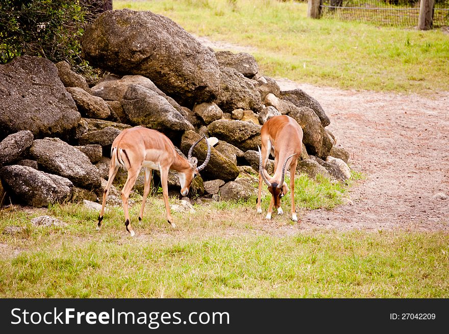 Two playful impalas in a  zoo.