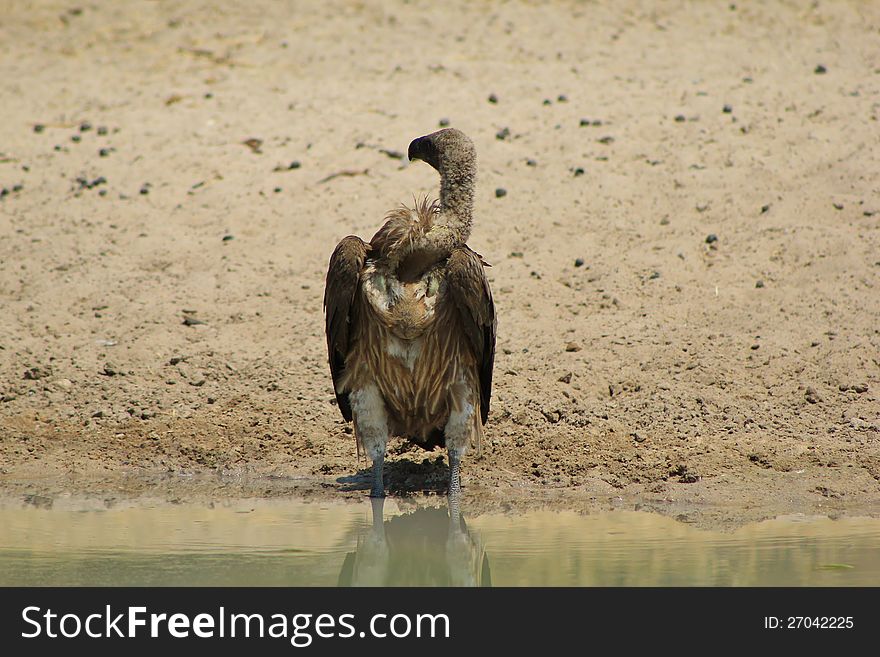 An adult White-backed Vulture at a watering hole in Namibia, Africa. An adult White-backed Vulture at a watering hole in Namibia, Africa.