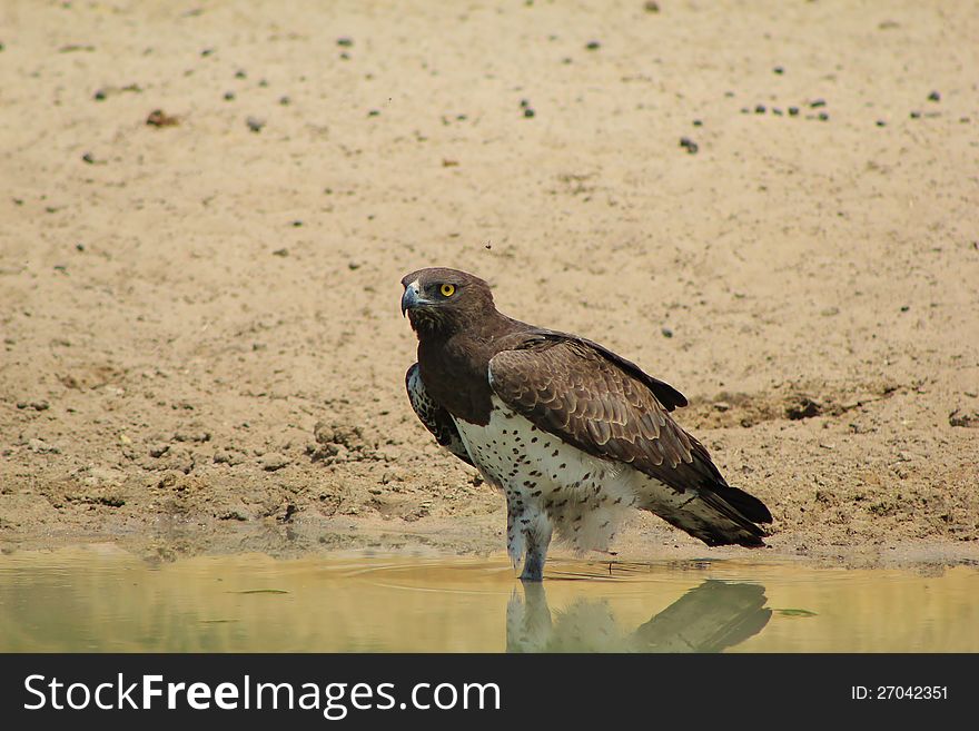 An adult Martial Eagle at a watering hole in Namibia, Africa. Note that it has only one leg !!!. An adult Martial Eagle at a watering hole in Namibia, Africa. Note that it has only one leg !!!