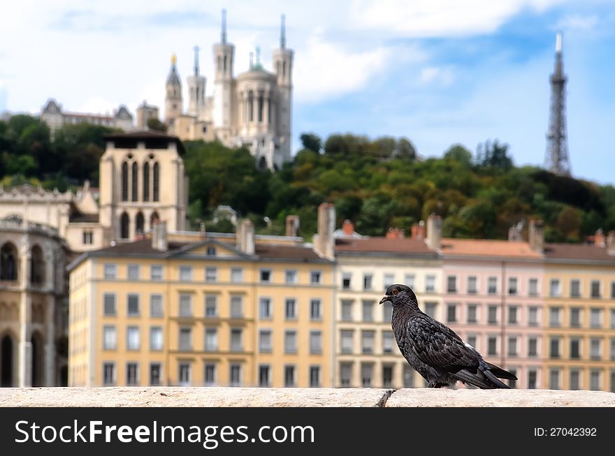 Lyon colorful houses view with pigeon in the foreground, France