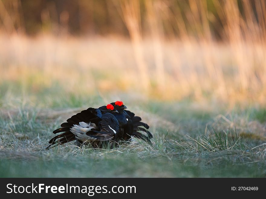 Lekking Black Grouse