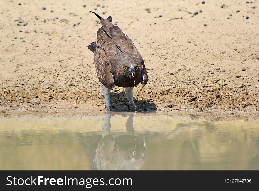 An adult Martial Eagle at a watering hole in Namibia, Africa. An adult Martial Eagle at a watering hole in Namibia, Africa.