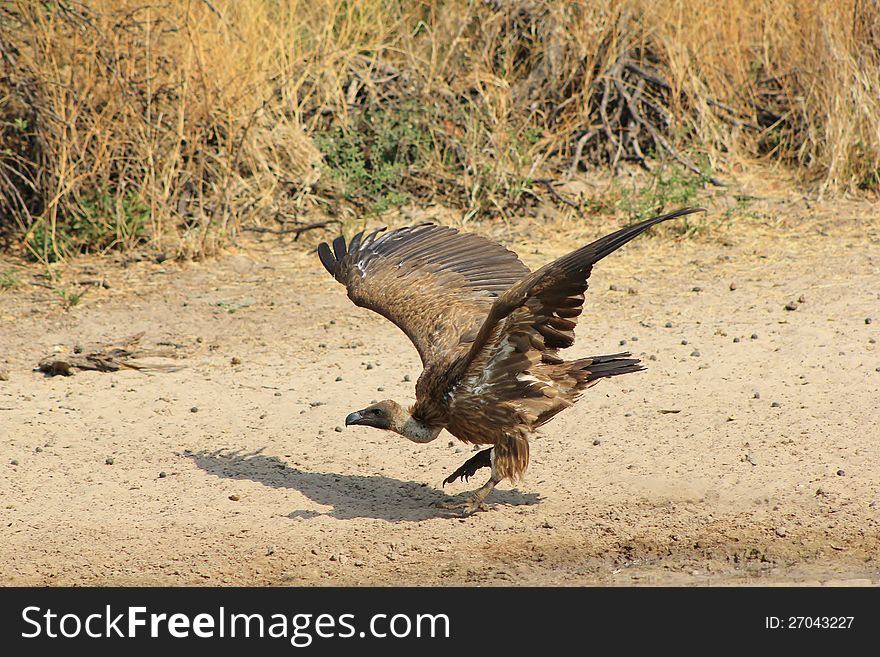 An adult White-backed Vulture taking off from a watering hole in Namibia, Africa. An adult White-backed Vulture taking off from a watering hole in Namibia, Africa.