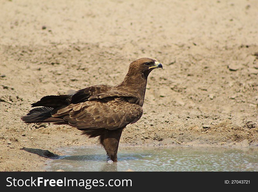 An adult Steppe Eagle in water on a game ranch in Namibia, Africa. An adult Steppe Eagle in water on a game ranch in Namibia, Africa.