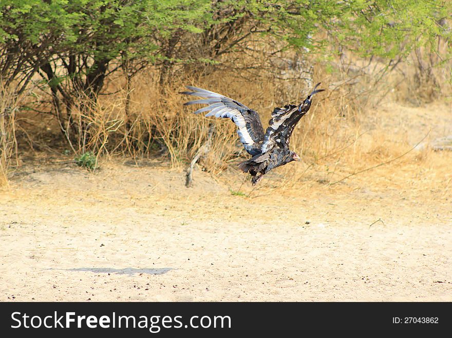 Eagle, Bateleur - Young Bird In Flight