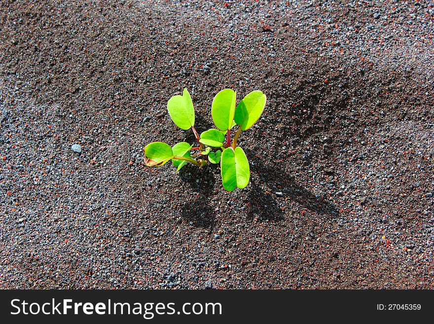 Plants in the middle sand. Plants in the middle sand