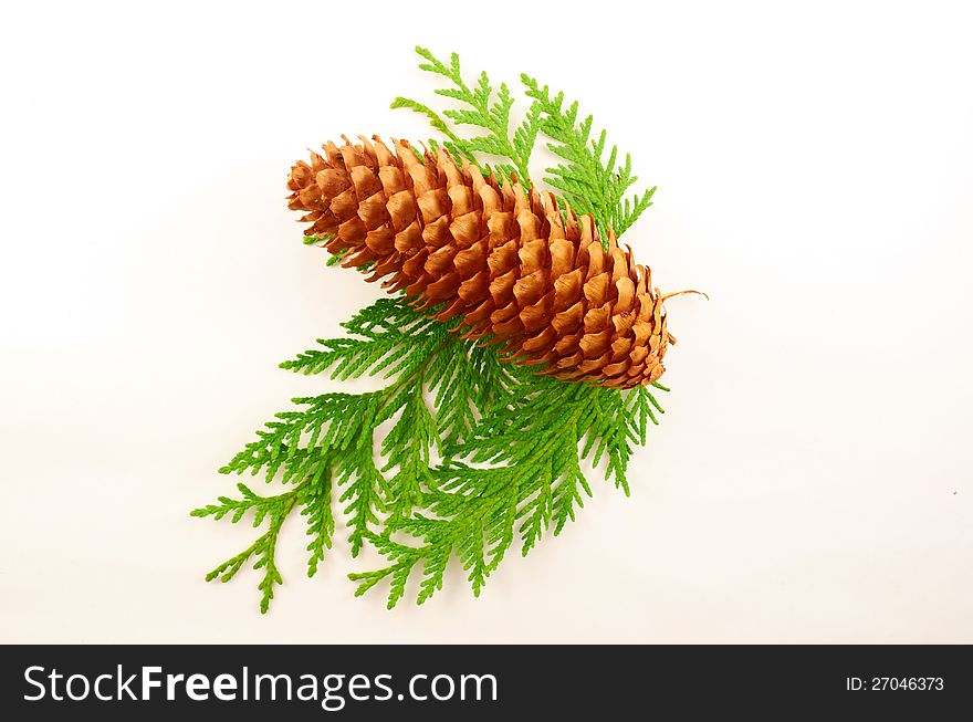 Fir-cone on the branches thuja close-up on white background
