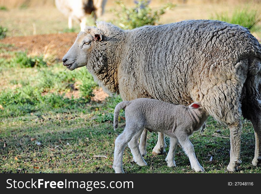 Mother sheep with newborn baby lamb feeding