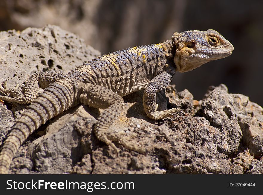 Brown, Yellow And Blue Lizard On Volcanic Rocks