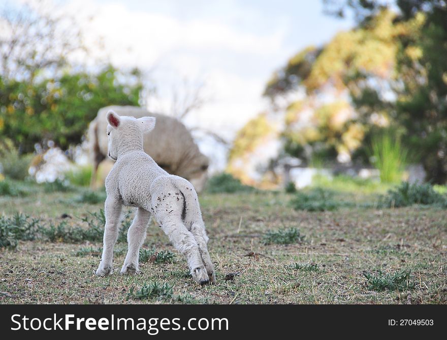 A tiny new born baby lamb having a little stretch after sleeping and heading off towards it's mother standing nearby on the hill. Taken on a sheep property on the Scenic Rim, Queensland , Australia. A tiny new born baby lamb having a little stretch after sleeping and heading off towards it's mother standing nearby on the hill. Taken on a sheep property on the Scenic Rim, Queensland , Australia.