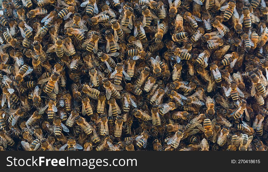 Swarm of bees. Lots of bees close up