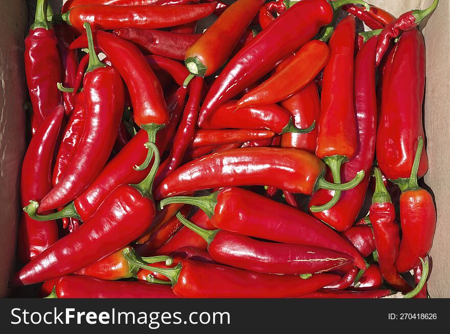 Lots of hot red chili peppers. Peppers glisten in the sun
