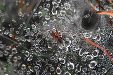 Spider On The Web Royalty Free Stock Photo Spider On The Web Royalty Free Stock Photo
