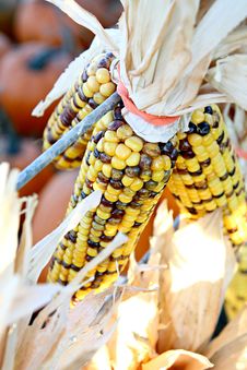 Yellow Indian Corn Stock Photos
