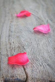 Petals Of Pink Roses On A Wooden Texture. Royalty Free Stock Images Petals Of Pink Roses On A Wooden Texture. Royalty Free Stock Images