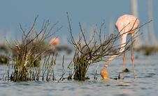 The Pink Caribbean Flamingo Feeding On Water. Royalty Free Stock Photos The Pink Caribbean Flamingo Feeding On Water. Royalty Free Stock Photos