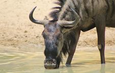 Blue Wildebeest - Eyes Of A Cow Stock Photo