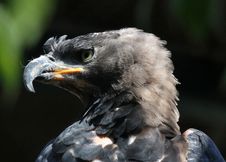 Eagle Stock Image Eagle Stock Image