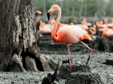 Flamingo &x28;Phoenicopterus Ruber&x29; At Nest. Royalty Free Stock Photo Flamingo &x28;Phoenicopterus Ruber&x29; At Nest. Royalty Free Stock Photo