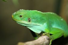 Iguana Stock Photos