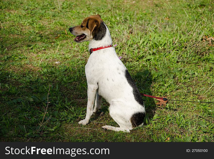 Portrait of sad dog in the meadow